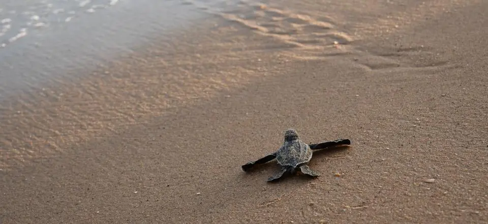 Foto van de babyzeeschildpad Nala die naar de zee kruipt